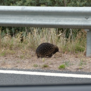 Tachyglossus aculeatus at Tharwa, ACT - 15 Mar 2014 12:54 PM