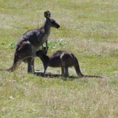 Macropus giganteus (Eastern Grey Kangaroo) at Tidbinbilla Nature Reserve - 9 Mar 2015 by SkyFire747