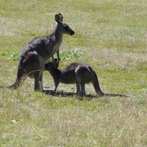 Macropus giganteus at Paddys River, ACT - 9 Mar 2015 11:00 AM