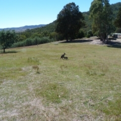 Macropus giganteus at Paddys River, ACT - 9 Mar 2015 11:00 AM