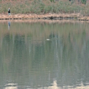 Ornithorhynchus anatinus at Paddys River, ACT - 1 Jul 2006