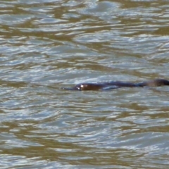 Ornithorhynchus anatinus (Platypus) at Paddys River, ACT - 27 Nov 2015 by galah681