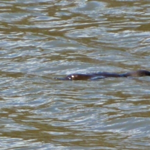 Ornithorhynchus anatinus at Paddys River, ACT - 27 Nov 2015 10:13 AM