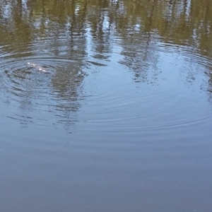 Ornithorhynchus anatinus at Paddys River, ACT - 27 Nov 2015