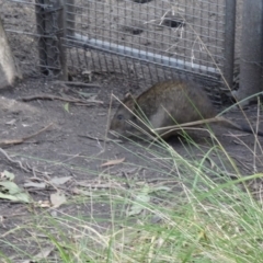 Potorous tridactylus (Long-nosed Potoroo) at Tidbinbilla Nature Reserve - 1 Aug 2015 by galah681