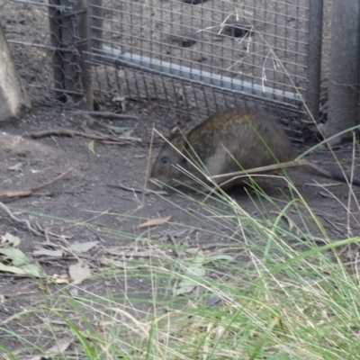 Potorous tridactylus (Long-nosed Potoroo) at Paddys River, ACT - 1 Aug 2015 by galah681