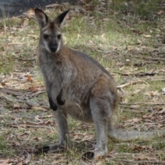 Notamacropus rufogriseus (Red-necked Wallaby) at Tidbinbilla Nature Reserve - 28 Feb 2015 by galah681