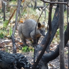 Wallabia bicolor (Swamp Wallaby) at Tidbinbilla Nature Reserve - 2 May 2015 by galah681