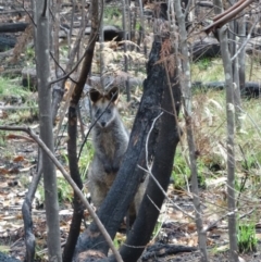 Wallabia bicolor at Paddys River, ACT - 2 May 2015