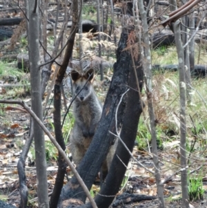 Wallabia bicolor at Paddys River, ACT - 2 May 2015