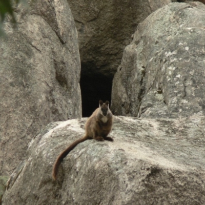 Petrogale penicillata (Brush-tailed Rock Wallaby) at Tidbinbilla Nature Reserve - 21 Oct 2006 by galah681