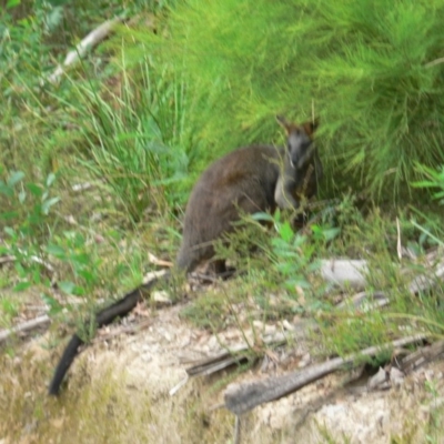 Wallabia bicolor (Swamp Wallaby) at Tidbinbilla Nature Reserve - 11 Mar 2010 by galah681