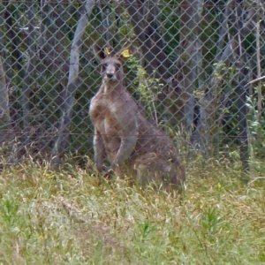 Macropus giganteus at Paddys River, ACT - 18 Dec 2010