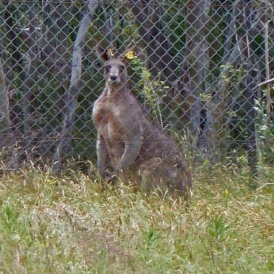 Macropus giganteus (Eastern Grey Kangaroo) at Tidbinbilla Nature Reserve - 18 Dec 2010 by galah681