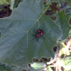 Dindymus versicolor (Harlequin Bug) at Symonston, ACT - 8 Apr 2013 by Mike