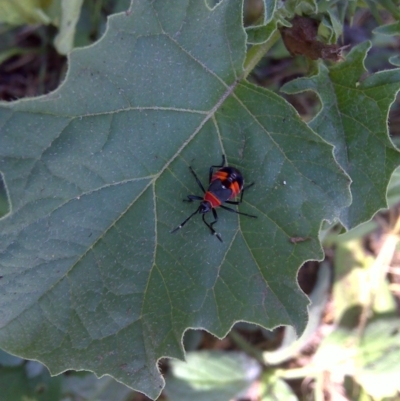 Dindymus versicolor (Harlequin Bug) at Isaacs Ridge and Nearby - 8 Apr 2013 by Mike