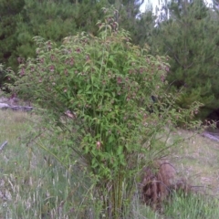 Leycesteria formosa (Himalayan Honeysuckle) at Isaacs, ACT - 16 Nov 2012 by Mike