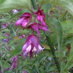 Leycesteria formosa at Isaacs, ACT - 16 Nov 2012