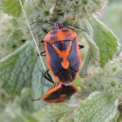 Agonoscelis rutila (Horehound bug) at Paddys River, ACT - 22 Nov 2014 by MichaelBedingfield