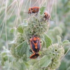 Agonoscelis rutila at Paddys River, ACT - 22 Nov 2014 07:26 PM