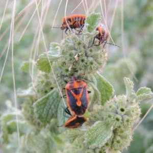 Agonoscelis rutila at Paddys River, ACT - 22 Nov 2014 07:26 PM