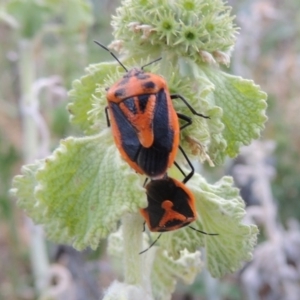 Agonoscelis rutila at Paddys River, ACT - 22 Nov 2014 07:26 PM