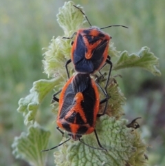 Agonoscelis rutila (Horehound bug) at Calwell, ACT - 23 Nov 2015 by MichaelBedingfield