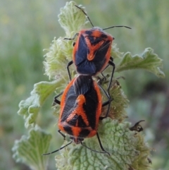 Agonoscelis rutila (Horehound bug) at Calwell, ACT - 23 Nov 2015 by michaelb