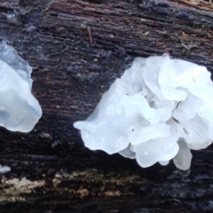 Tremella fuciformis at Cotter River, ACT - 10 Aug 2016