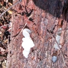 Tremella fuciformis at Cotter River, ACT - 10 Aug 2016