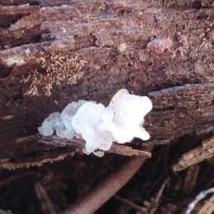 Tremella fuciformis at Cotter River, ACT - 10 Aug 2016