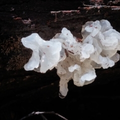 Tremella fuciformis at Cotter River, ACT - 10 Aug 2016