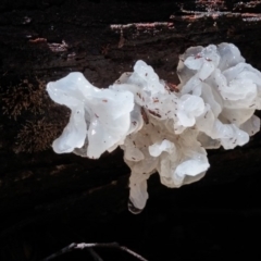 Tremella fuciformis at Cotter River, ACT - 10 Aug 2016 11:37 AM