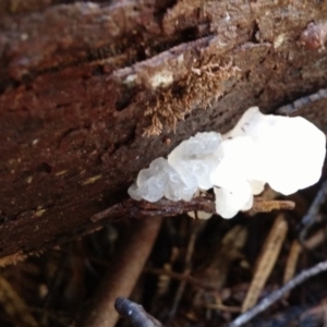 Tremella fuciformis at Cotter River, ACT - 10 Aug 2016