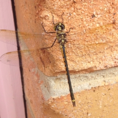 Hemicordulia tau (Tau Emerald) at Ngunnawal, ACT - 15 Nov 2015 by GeoffRobertson