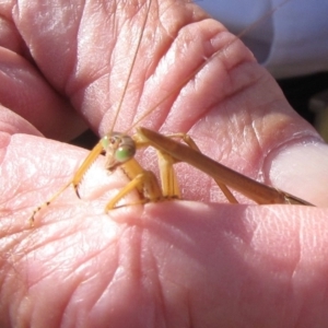 Tenodera australasiae at Canberra Central, ACT - 5 Mar 2016