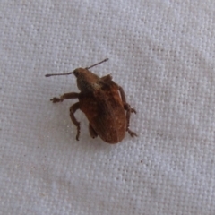 Gonipterus sp. (genus) (Eucalyptus Weevil) at Yarramundi Grassland
 - 5 Mar 2016 by GeoffRobertson