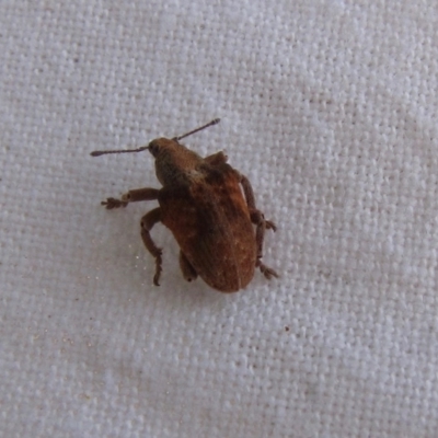 Gonipterus sp. (genus) (Eucalyptus Weevil) at Canberra Central, ACT - 5 Mar 2016 by GeoffRobertson