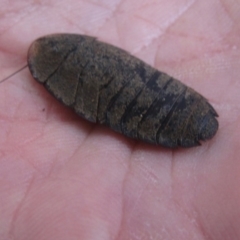 Laxta sp. (genus) (Bark cockroach) at Yarramundi Grassland
 - 5 Mar 2016 by GeoffRobertson