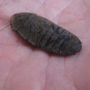 Laxta sp. (genus) at Canberra Central, ACT - 5 Mar 2016