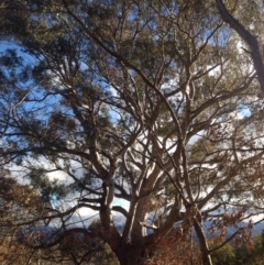 Eucalyptus rossii (Inland Scribbly Gum) at Wanniassa Hill - 22 Jun 2016 by eCalaby