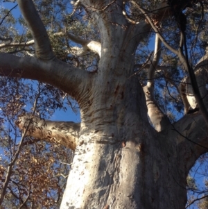 Eucalyptus rossii at Wanniassa Hill - 22 Jun 2016