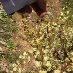 Acacia genistifolia (Early Wattle) at Gossan Hill - 11 Aug 2016 by eCalaby