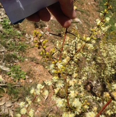 Acacia genistifolia (Early Wattle) at Gossan Hill - 11 Aug 2016 by eCalaby