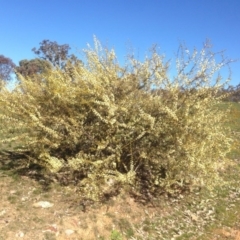 Acacia genistifolia at Bruce, ACT - 11 Aug 2016