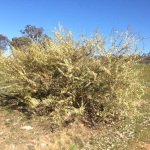Acacia genistifolia at Bruce, ACT - 11 Aug 2016