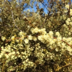 Acacia genistifolia at Bruce, ACT - 11 Aug 2016 01:10 PM