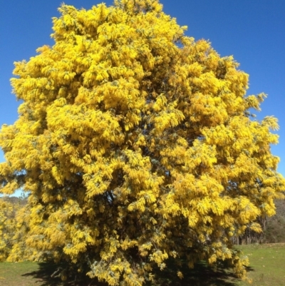 Acacia baileyana at Gossan Hill - 11 Aug 2016 by eCalaby