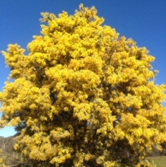 Acacia baileyana (Cootamundra Wattle, Golden Mimosa) at Bruce, ACT - 11 Aug 2016 by eCalaby