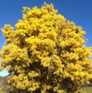 Acacia baileyana at Bruce, ACT - 11 Aug 2016 01:16 PM